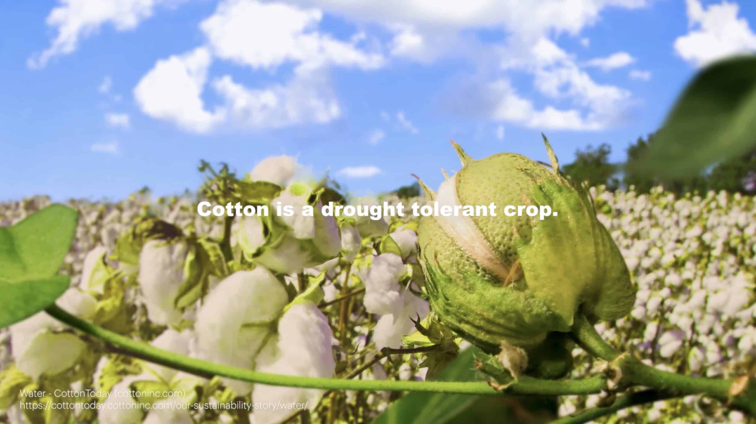 Cotton is a drought tolerant crop