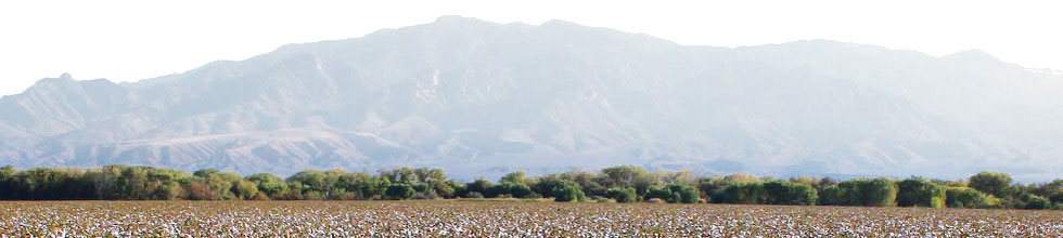 Bt Cotton