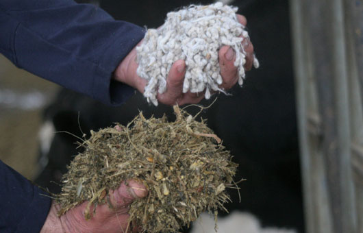 Getting Started with Cottonseed