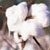 When was Cotton First Cultivated?