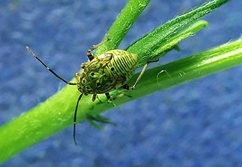 Plant Bugs
