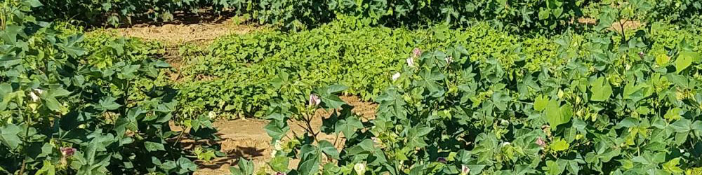 Plant Pathology