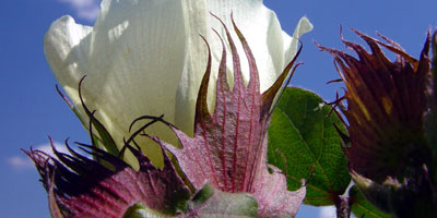 Seed Matrix