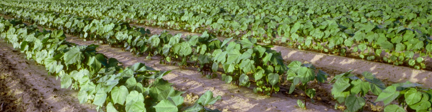 Soil Health
