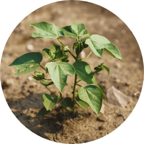 Fertilizers