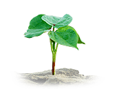 Ag Resources